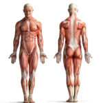 Anatomy body no skin fascia
